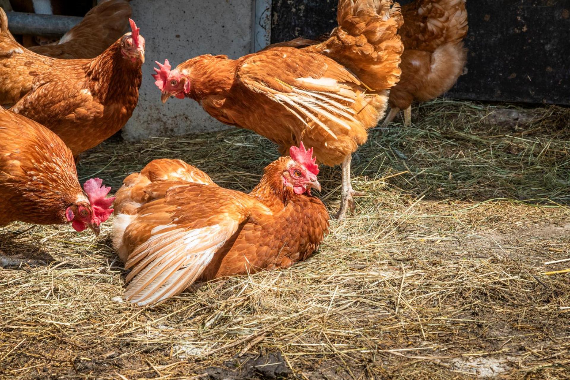 Ferienwohnung Angerlgut Sankt Koloman Zewnętrze zdjęcie